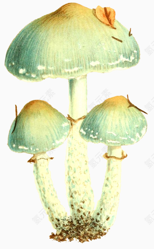 三个蘑菇