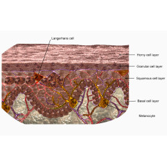 皮肤结构图片