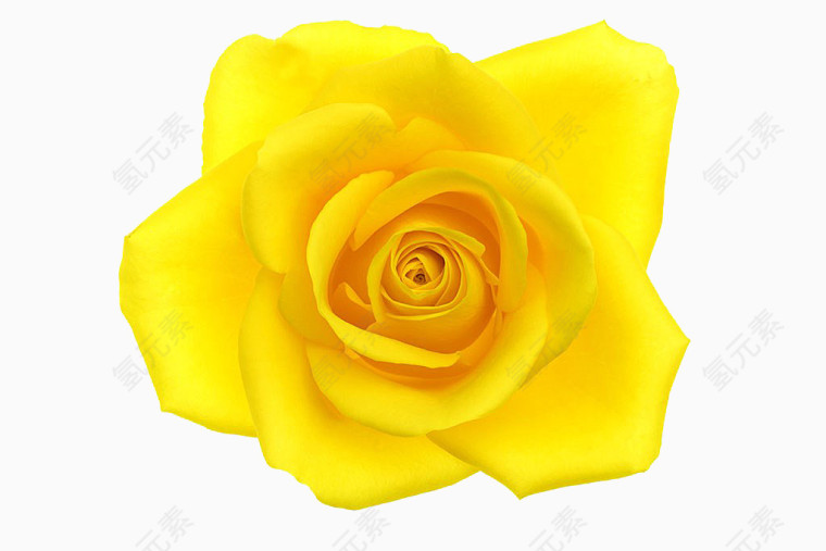 黄玫瑰高清图片