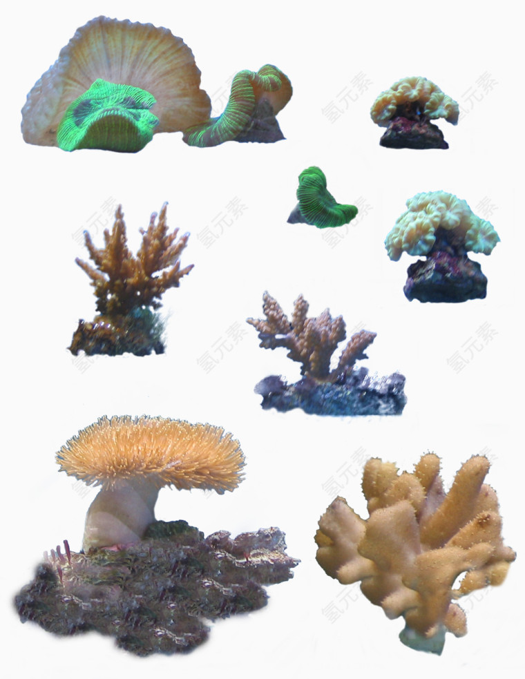 海底世界各种植物