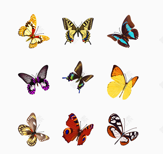 9个彩色蝴蝶