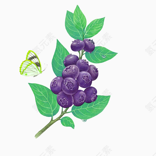 蓝莓与蝶图片素材