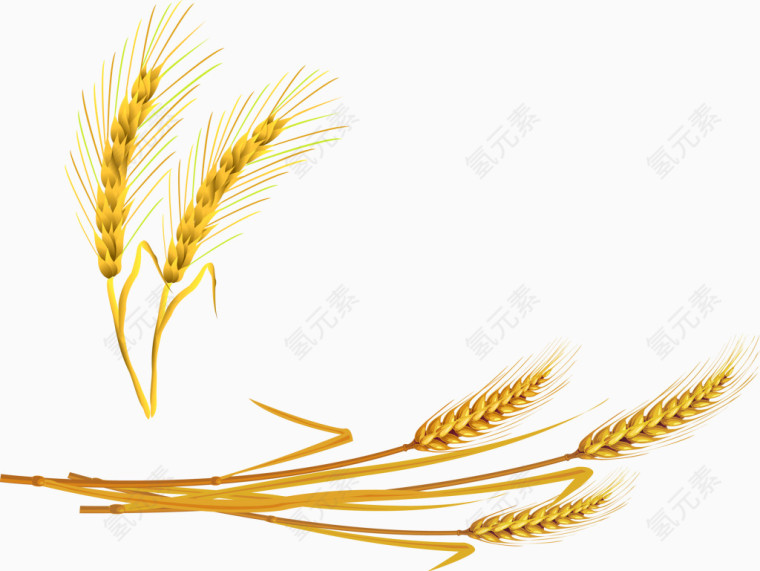成熟小麦效果图矢量图