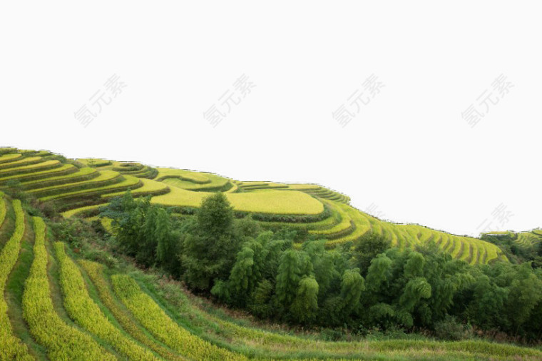 西龙脊梯田风景