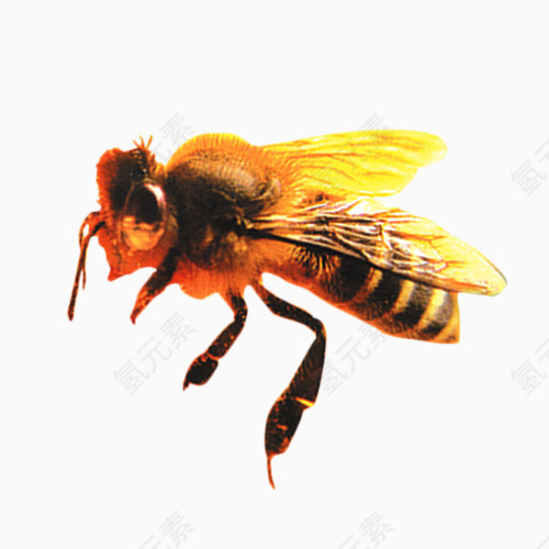 蜜蜂园丁