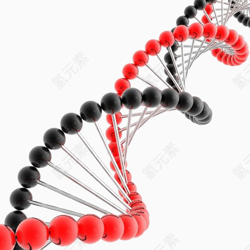 红黑基因链