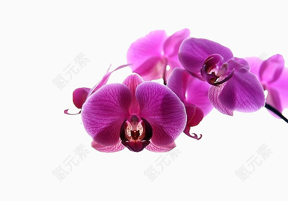美丽的紫红色花朵