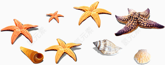 海边海螺贝壳海星