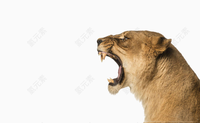 狮子实物图图案