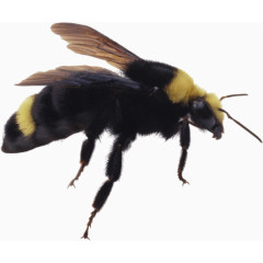 黑色毛绒蜜蜂