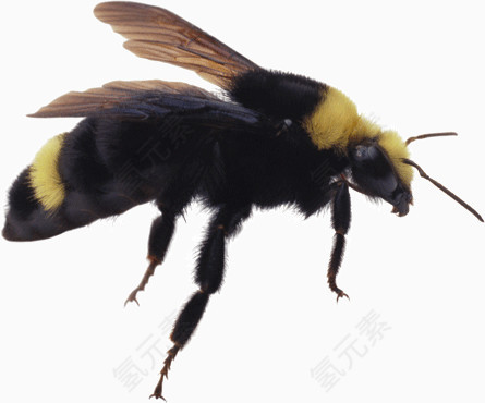 黑色毛绒蜜蜂