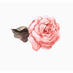 粉色玫瑰插画图片