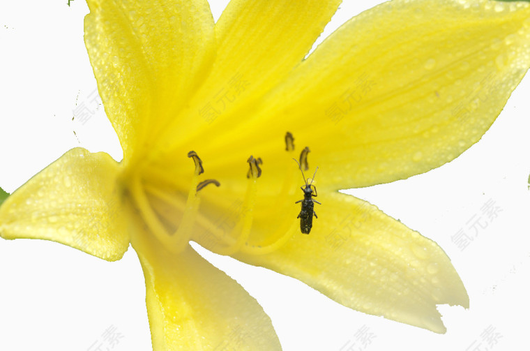 花中蜜蜂