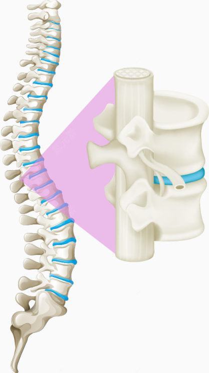 矢量白色骨骼脊柱下载