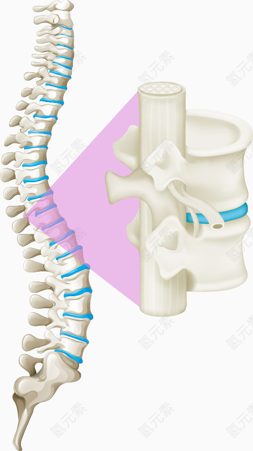 矢量白色骨骼脊柱