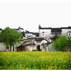 徽州建筑油菜花中贴着对联的人家