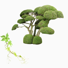 绿色植物