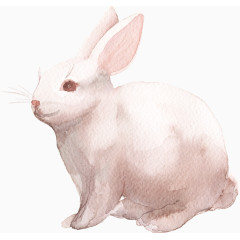 兔子
