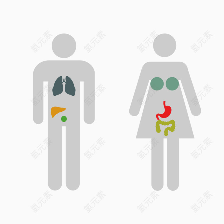矢量扁平风格人体构造