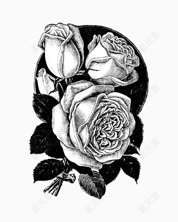 黑白素描玫瑰图