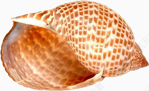 棕色花纹海螺