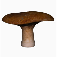 平顶蘑菇