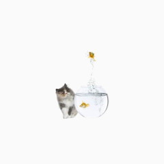 猫和水缸里的鱼