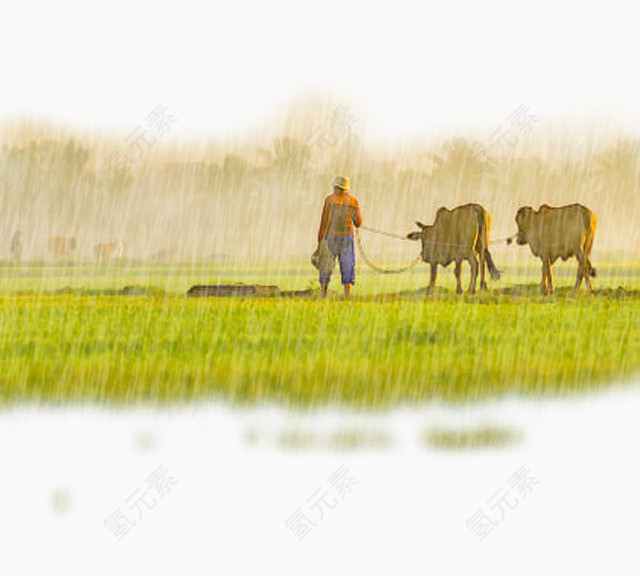 谷雨放牛