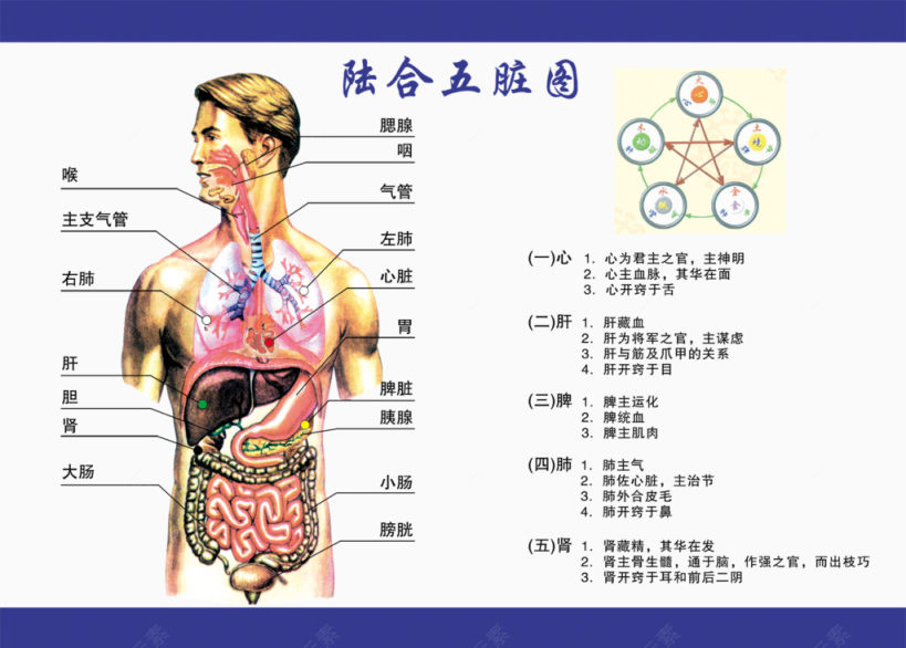 人体经络图图片下载