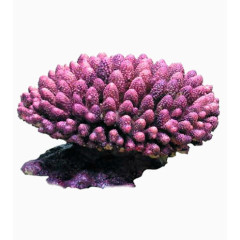 紫色珊瑚
