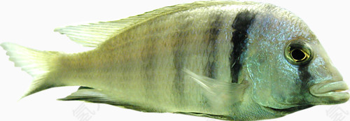 绿黑纹鱼