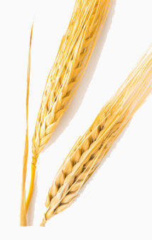 一颗成熟小麦下载