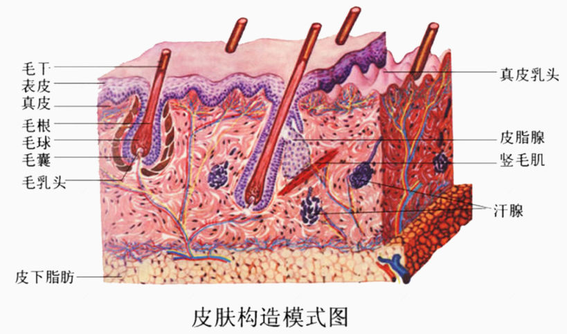 日常生活知识皮肤组织下载