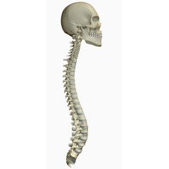 人体头骨脊椎图片