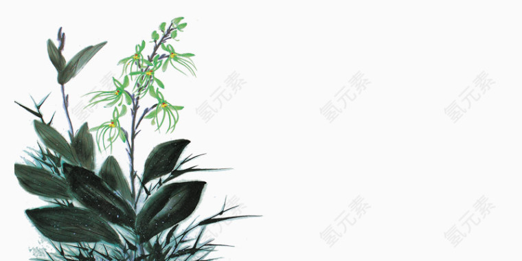 绿色兰花植物