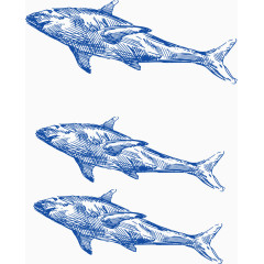大海鲨鱼手绘