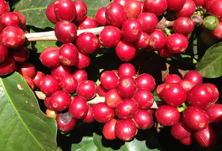 咖啡树果实