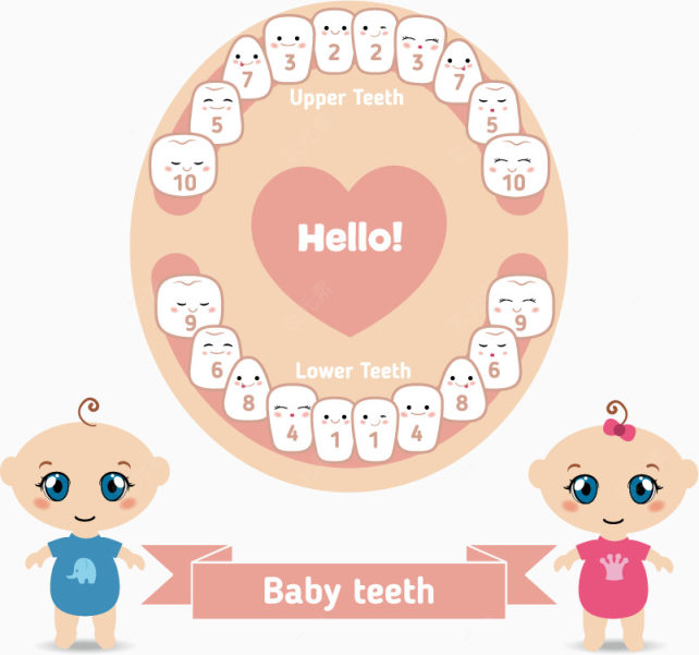 矢量卡通婴儿牙齿牙科保护注解下载