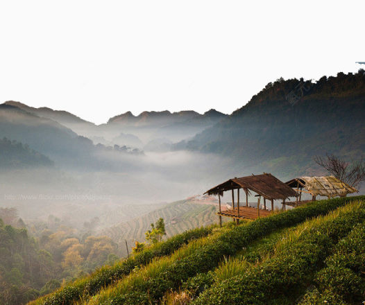 泰国清迈山脚下的茶园下载