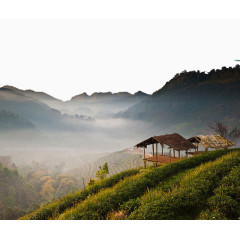 泰国清迈山脚下的茶园