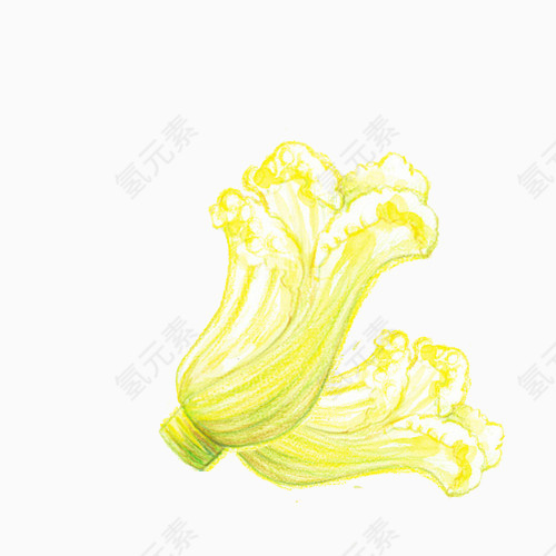 黄色白菜手绘