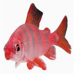红色小鱼