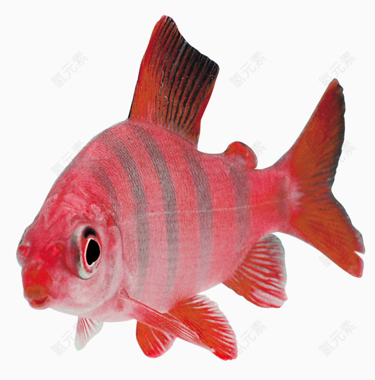 红色小鱼
