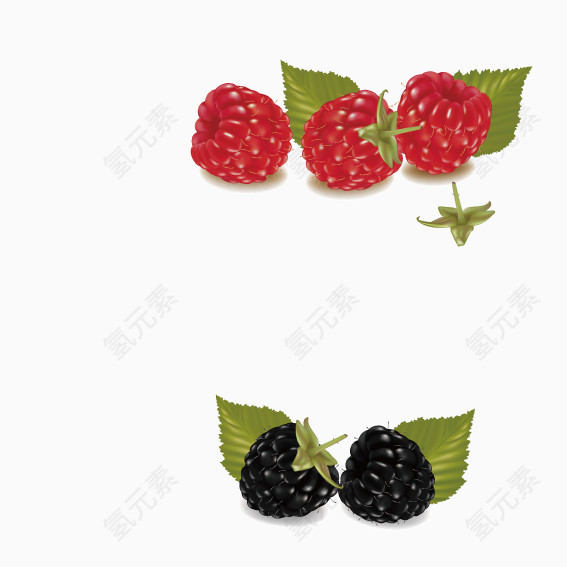 红色黑色树莓
