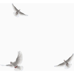 白色飞翔的鸽子素材
