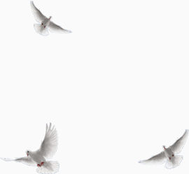 白色飞翔的鸽子素材