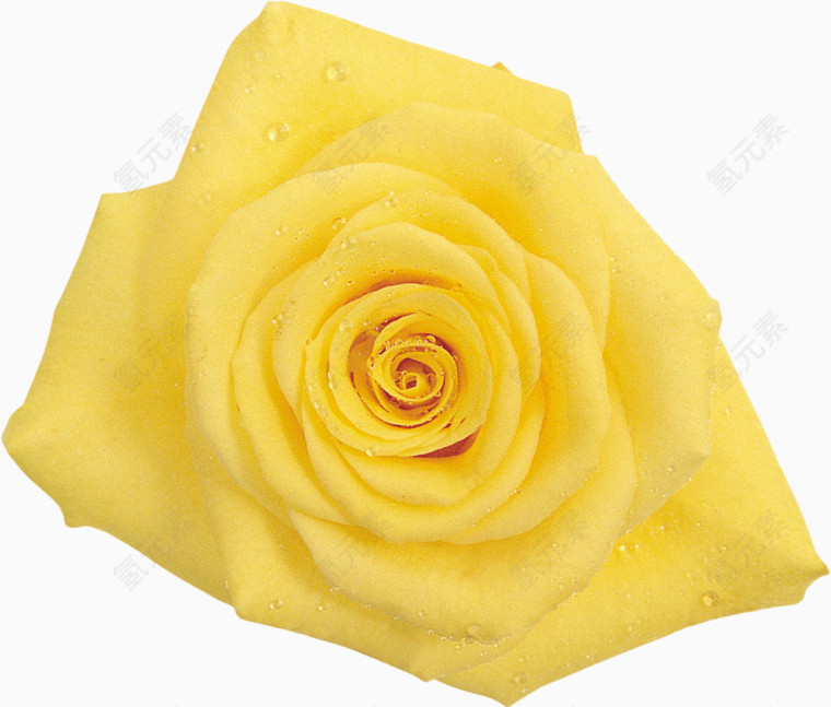 刚刚绽放的新鲜黄玫瑰