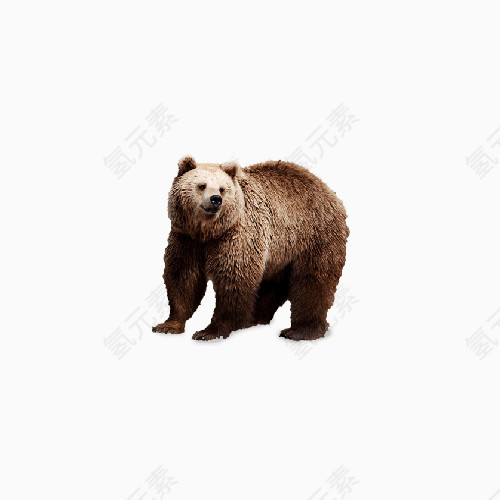 动物熊图片