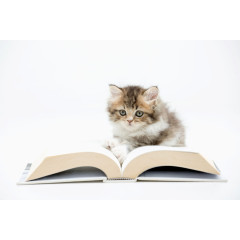 可爱的小猫与书本