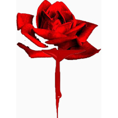 火红色血玫瑰